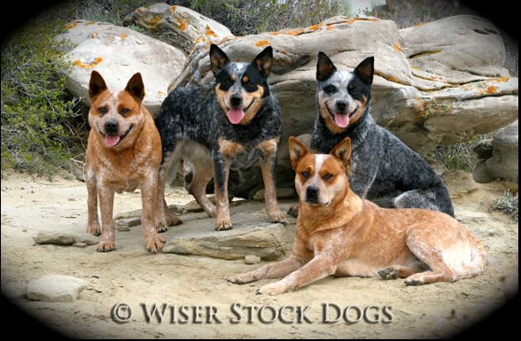 working stock dogs